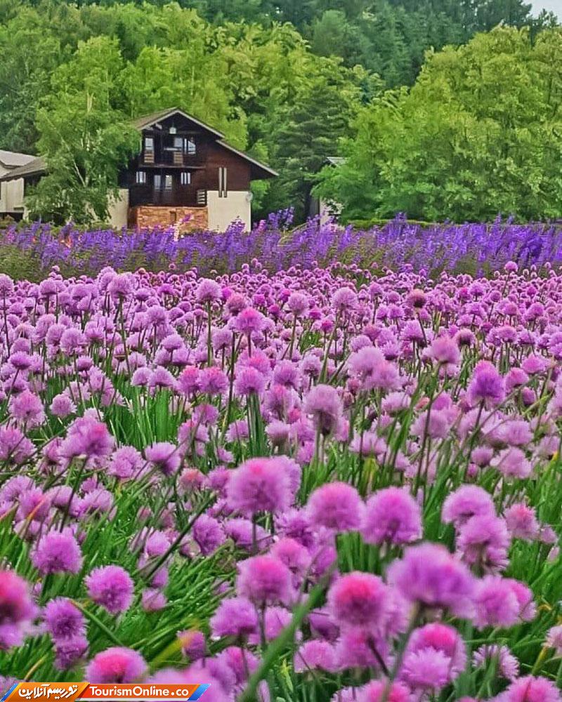 تصویری زیبا از ژاپن