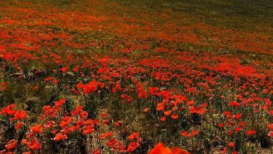 ارتفاعات سرعین آخرین روز بهار