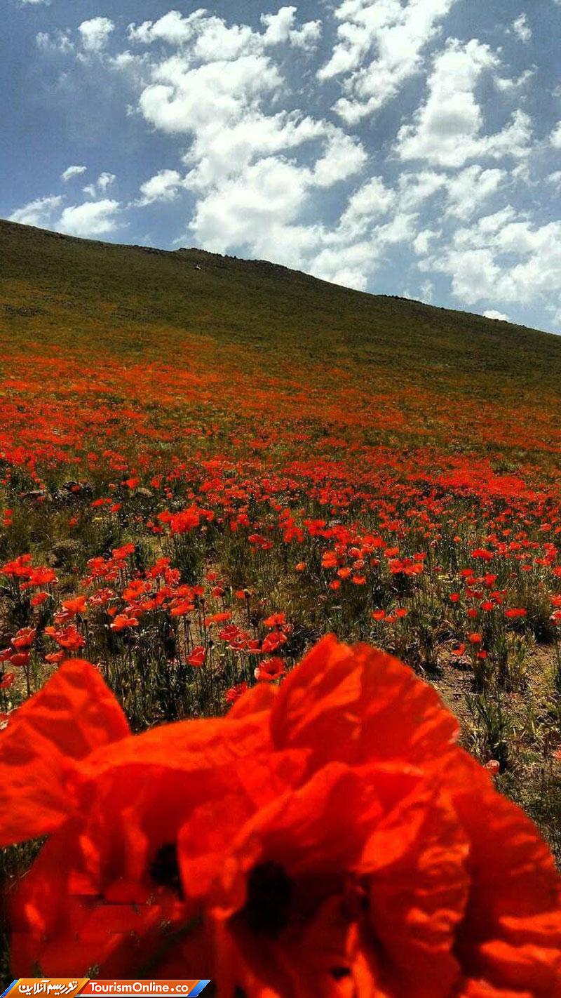 ارتفاعات سرعین آخرین روز بهار