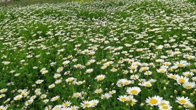 بهشهر مازندران