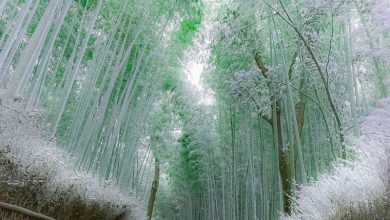 گذرگاهی از درخت بامبو