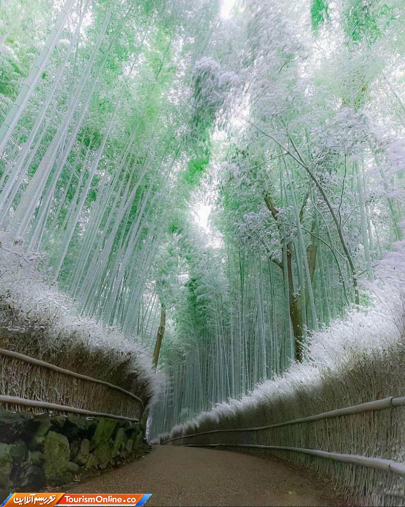 گذرگاهی از درخت بامبو