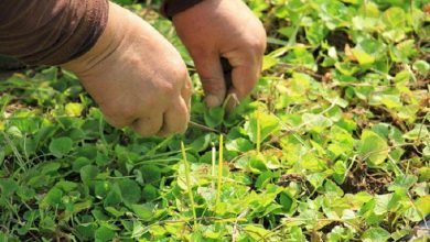 حفظ منابع طبیعی البرز