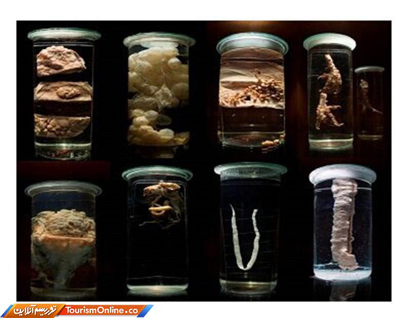 موزه انگل‌شناسی