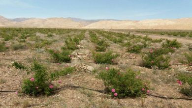 رودبار دامغان
