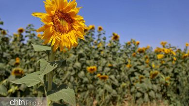مزارع آفتابگردان خراسان شمالی