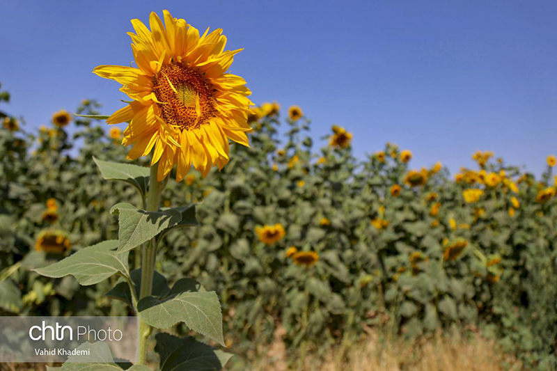 مزارع آفتابگردان خراسان شمالی