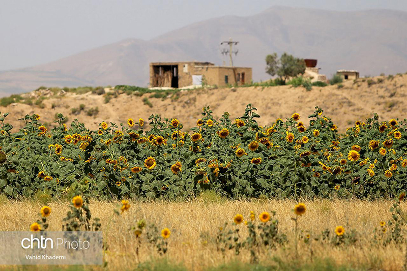 مزارع آفتابگردان