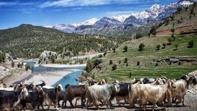 عشایری بوشهر