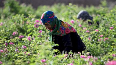 لاله زار بردسیر