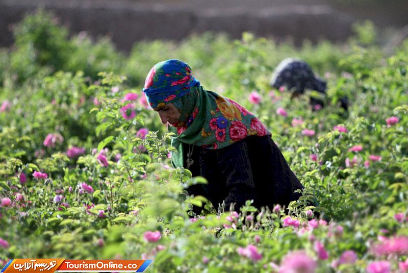 لاله زار بردسیر