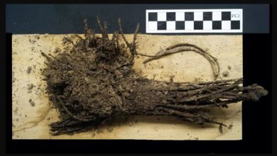 باستان‌شناسان