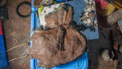 کشف سبد میوه زیر دریا