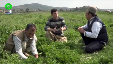 مزرعه گردشگری