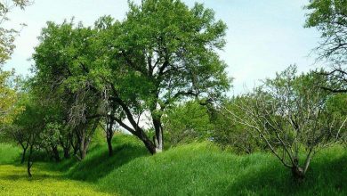 باغات قزوین