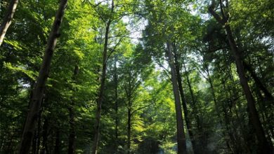 روستای جعفرآباد گرگان