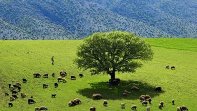 طبیعت لرستان سفیدکوه