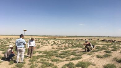 تپه دالاما نقده