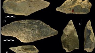 کشف جدید محققان