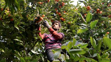 جشنواره خرمالو