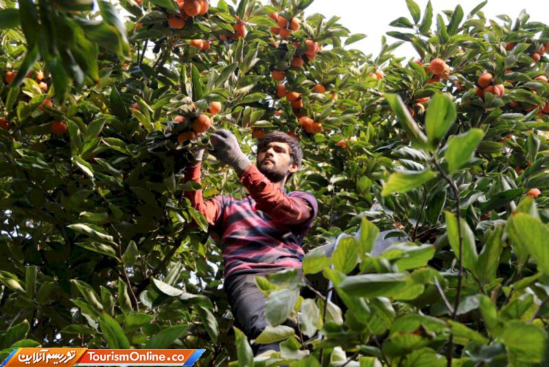 جشنواره خرمالو