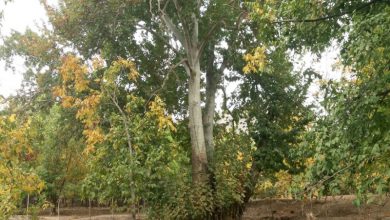 سازه های تاریخی روستای گلابر زنجان