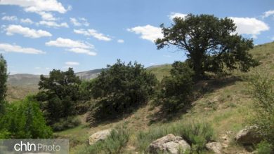 رویشگاه درختان ارس