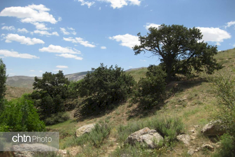 رویشگاه درختان ارس