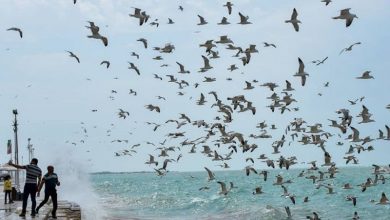 غوغای مرغان مهاجر بوشهر