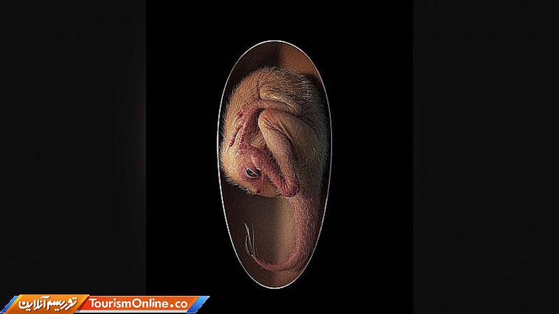 جنین دایناسور