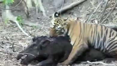 حمله ببر گرسنه به گراز