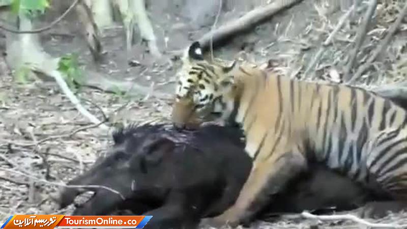 حمله ببر گرسنه به گراز