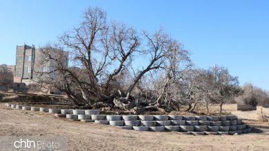 درخت کهنسال بجنورد