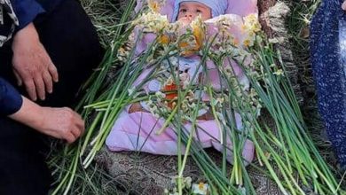 گل غلتان شهرستان خفر فارس