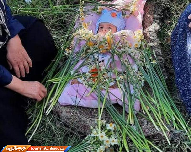 گل غلتان شهرستان خفر فارس