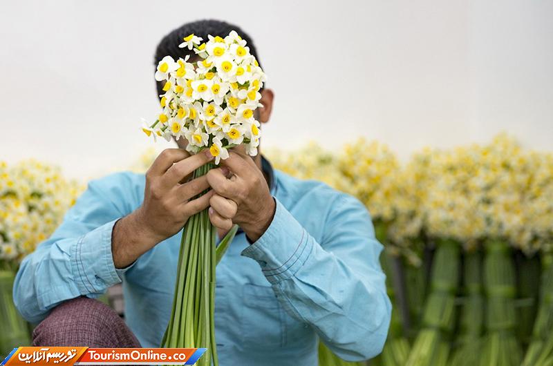 گل نرگس شهرستان خفر