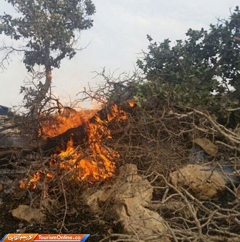 جنگل ابر شاهرود