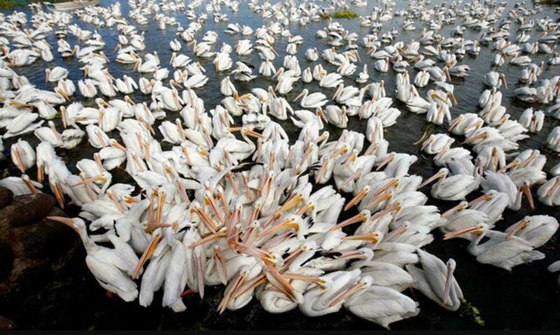 پلیکان های مهاجر مکزیک