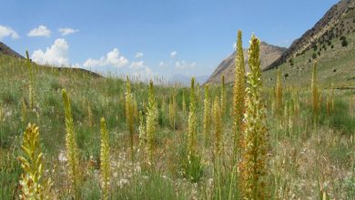 گیاهان دارویی سربند دامغان