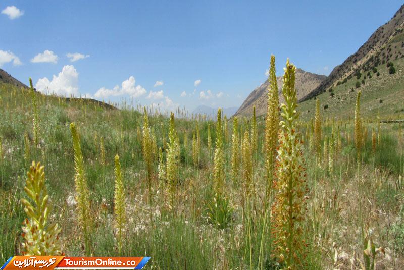 گیاهان دارویی سربند دامغان