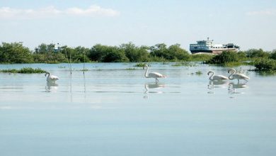 جنگل دریایی