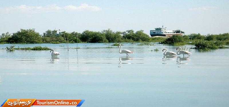 جنگل دریایی