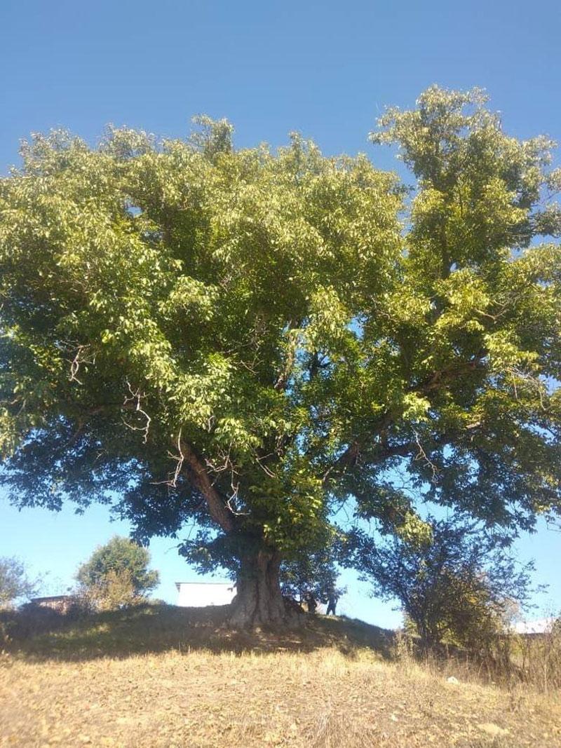 ثبت اثر طبیعی