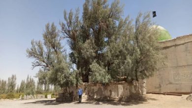 درخت گز زابل