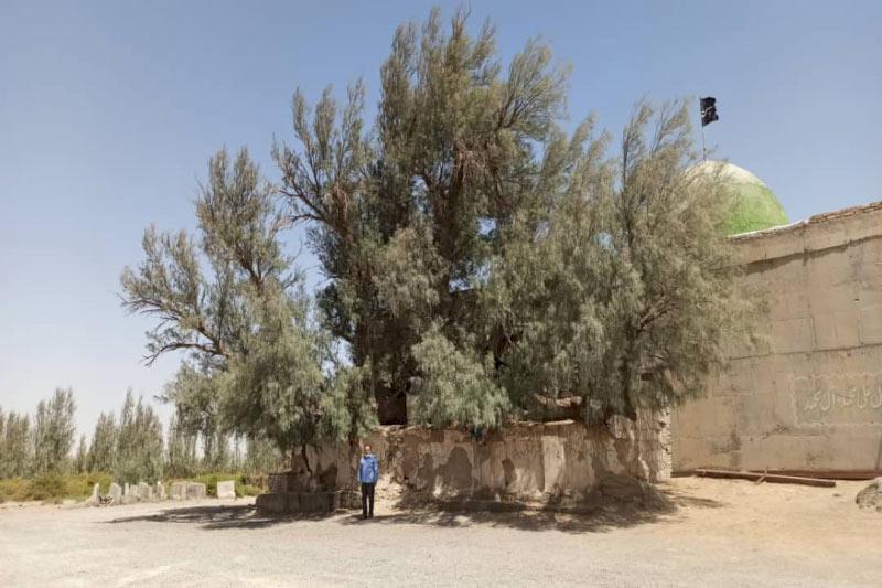 درخت گز زابل