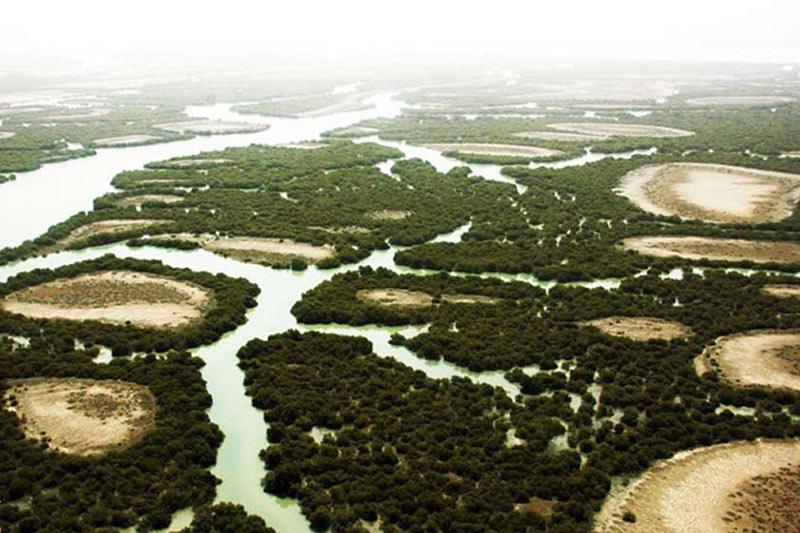 جنگل های حرا