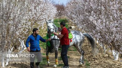 شکوفه های بهاری در زمستان