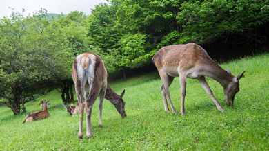 جنگل های هیرکانی گلستان