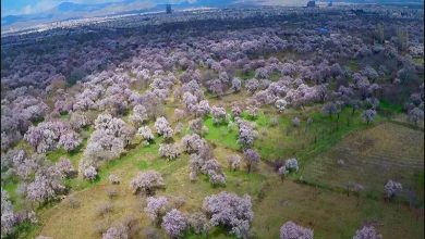 باغستان باغداران قزوین