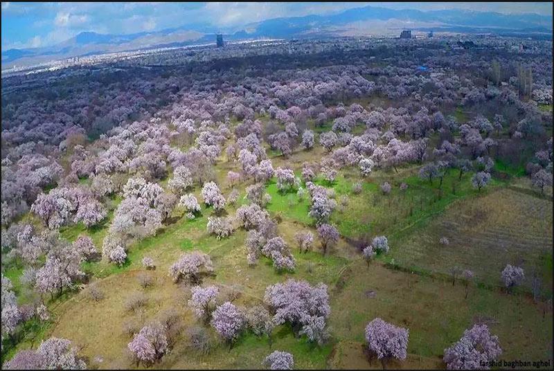 باغستان باغداران قزوین